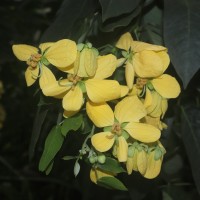 <i>Senna bacillaris</i>  (L.f.) H.S.Irwin & Barneby